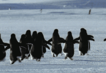 500部知识含金量級高的纪录片