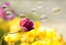 郁金香—最浪漫的金融泡沫