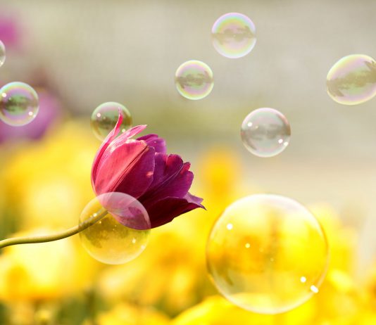 郁金香—最浪漫的金融泡沫
