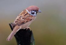 一只麻雀的故事