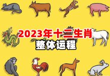 兔年生肖運程+兔年開運貼士