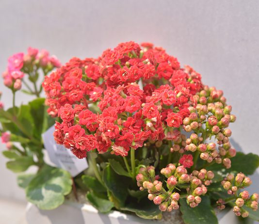 想长寿请记住早起饭后睡前3不